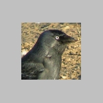 Corvus monedula - Dohle 01.jpg
